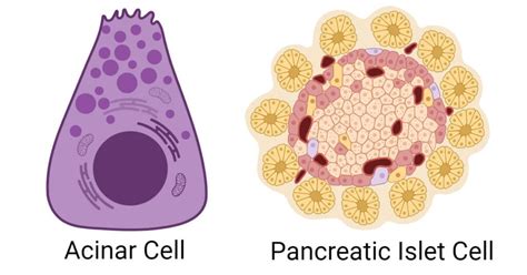 beta cells in the pancreas|Pancreatic Cells: Types, Structure, Functions, Diseases.